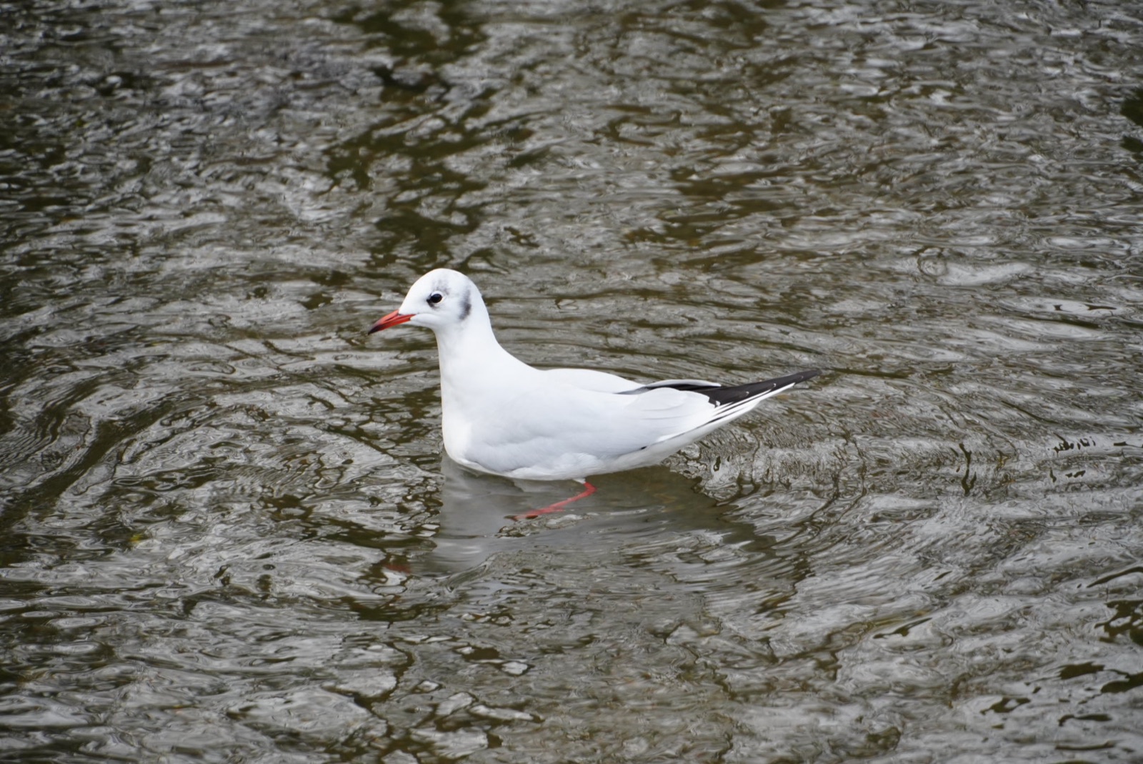 Black-headed gull in winter plumage standing in shallow rippled water